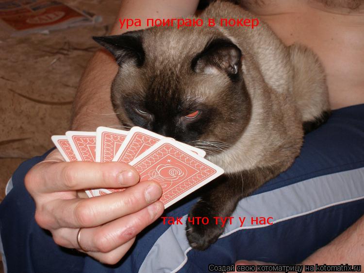 Котоматрица: ура поиграю в покер так что тут у нас так что тут у нас