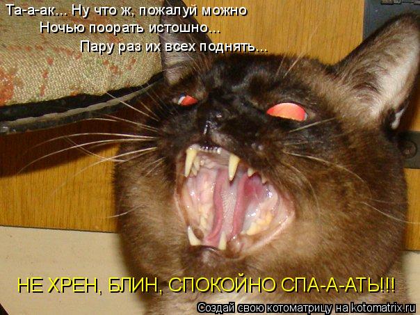 Котоматрица: Та-а-ак... Ну что ж, пожалуй можно Ночью поорать истошно... Пару раз их всех поднять...  НЕ ХРЕН, БЛИН, СПОКОЙНО СПА-А-АТЬ!!!
