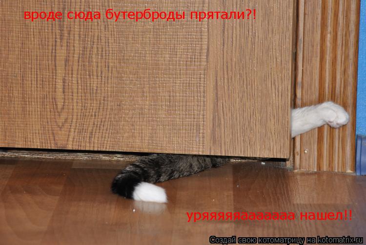 Котоматрица: вроде сюда бутерброды прятали?! уряяяяяааааааа нашел!!