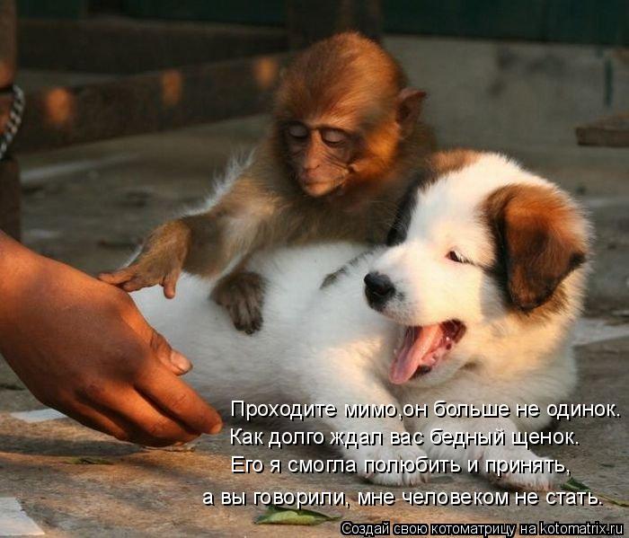Котоматрица: Проходите мимо,он больше не одинок. Как долго ждал вас бедный щенок. Его я смогла полюбить и принять, а вы говорили, мне человеком не стать.