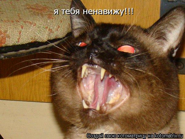 Котоматрица: я тебя ненавижу!!!