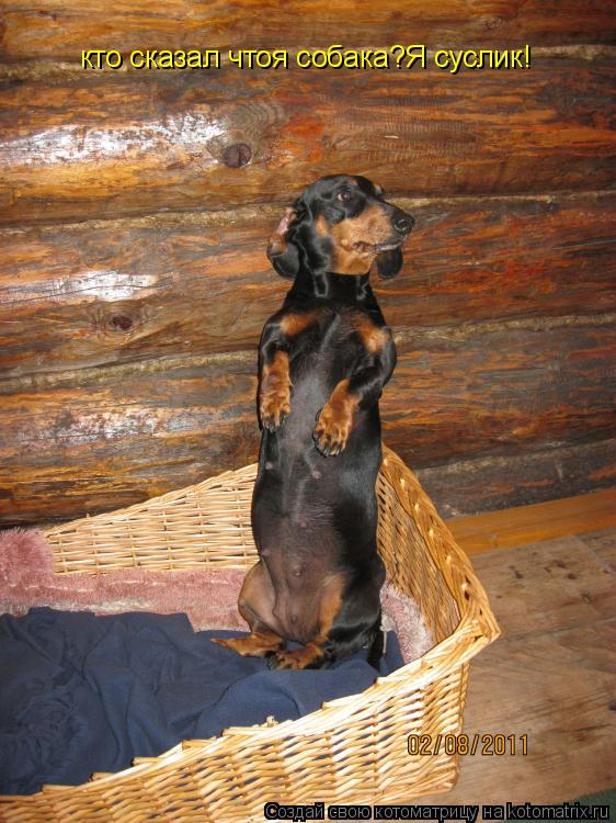 Котоматрица: кто сказал чтоя собака?Я суслик!