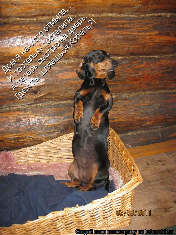 Котоматрица: Дом я начисто отмыла... И постельку постелила... А теперь смотрю на дверь. Гдеж ты шляешься,Кобель?!