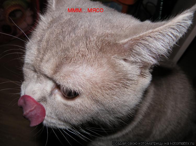 Котоматрица: ммм...мясо