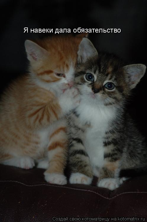 Котоматрица: Я навеки дала обязательство