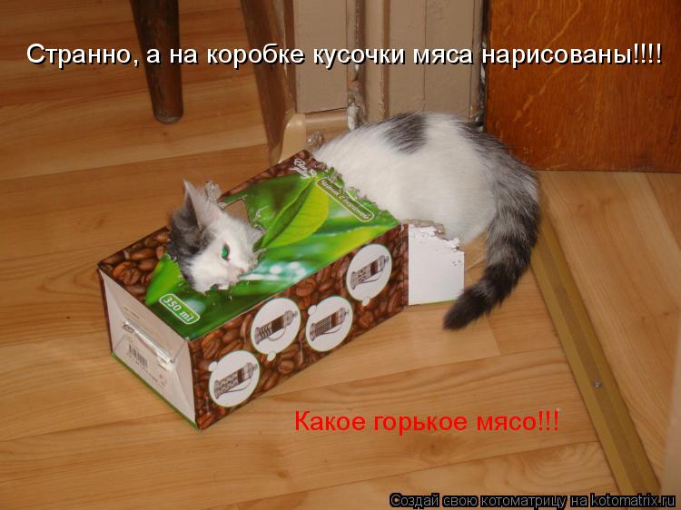 Котоматрица: Странно, а на коробке кусочки мяса нарисованы!!!! Какое горькое мясо!!!