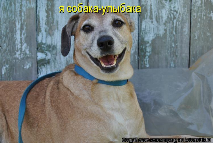 Котоматрица: я собака-улыбака