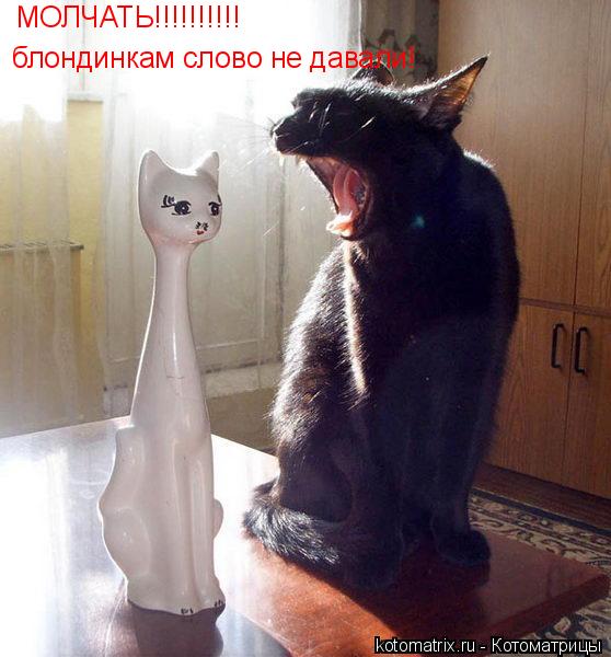 Котоматрица: МОЛЧАТЬ!!!!!!!!!! блондинкам слово не давали!