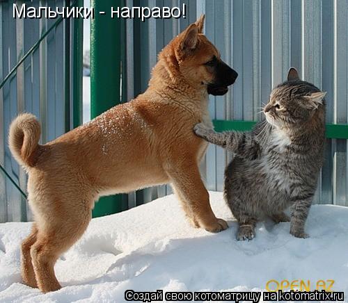Котоматрица: Мальчики - направо!