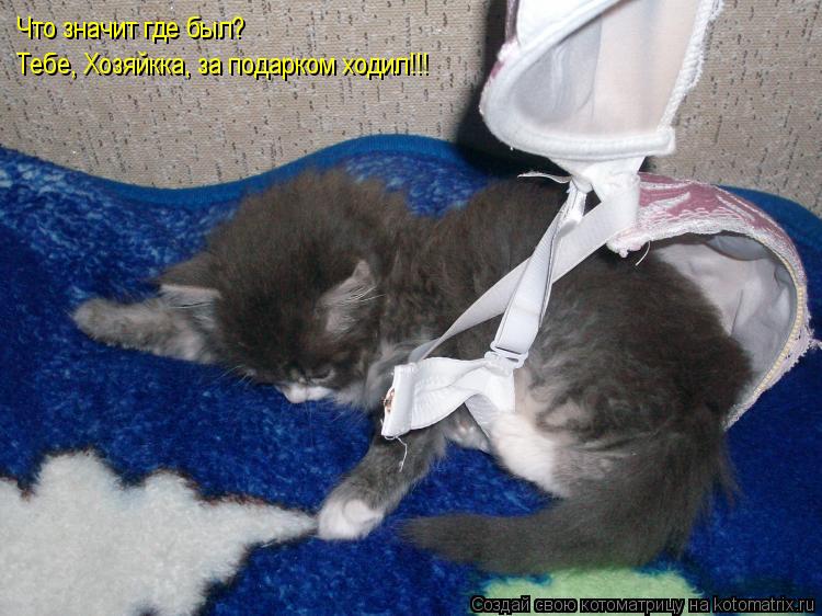Котоматрица: Что значит где был? Тебе, Хозяйкка, за подарком ходил!!!