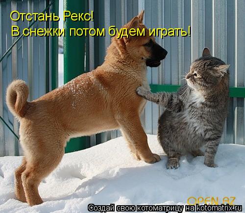 Котоматрица: Отстань Рекс! В снежки потом будем играть!