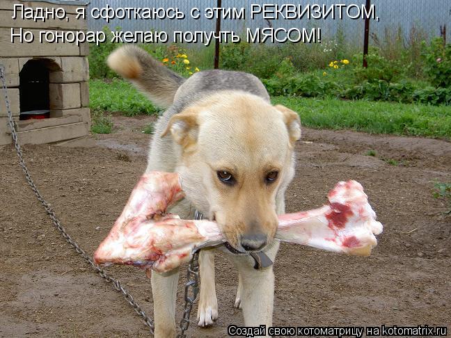 Котоматрица: Ладно, я сфоткаюсь с этим РЕКВИЗИТОМ, Но гонорар желаю получть МЯСОМ!