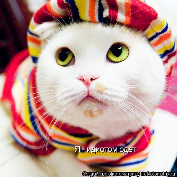 Котоматрица: Я - идиотом одет Я - идиотом одет Я - идиотом одет