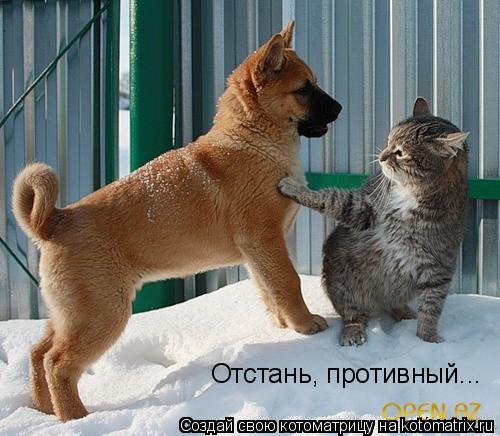 Котоматрица: Отстань, противный...