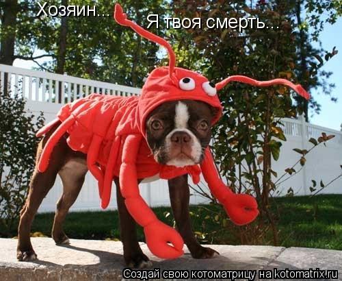 Котоматрица: Хозяин... Я твоя смерть...