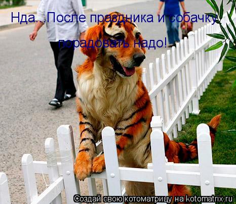 Котоматрица: Нда...После праздника и собачку  порадовать надо!