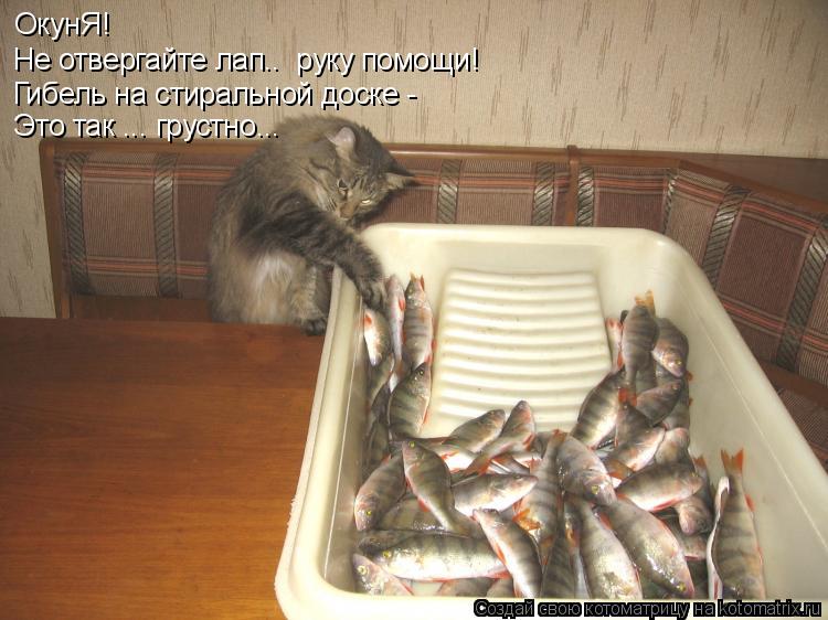 Котоматрица: ОкунЯ! Не отвергайте лап..  руку помощи! Гибель на стиральной доске - Это так ... грустно...