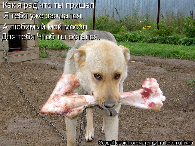 Я тебя уже заждался. А любимый мой мосол Для тебя.Чтоб ты остался. Как я рад,что ты пришёл.... Котоматрица: Я тебя уже заждался. А любимый мой мосол Для тебя.Чтоб ты остался. Как я рад,что ты пришёл.