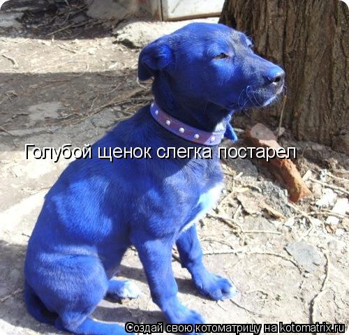 Котоматрица: Голубой щенок слегка постарел