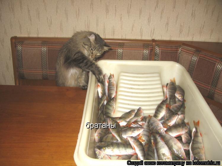 Котоматрица: братаны