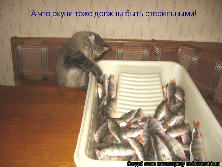 Котоматрица: А что,окуни тоже должны быть стерильными!