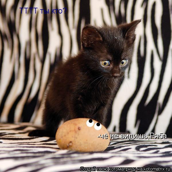 Котоматрица: ТТТТ ты кто? -чё не видишь,Ряба