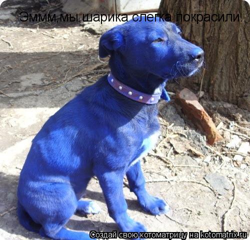 Котоматрица: Эммм,мы шарика слегка покрасили...