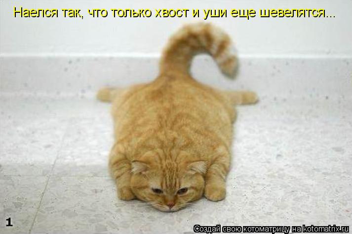 Котоматрица: Наелся так, что только хвост и уши еще шевелятся...