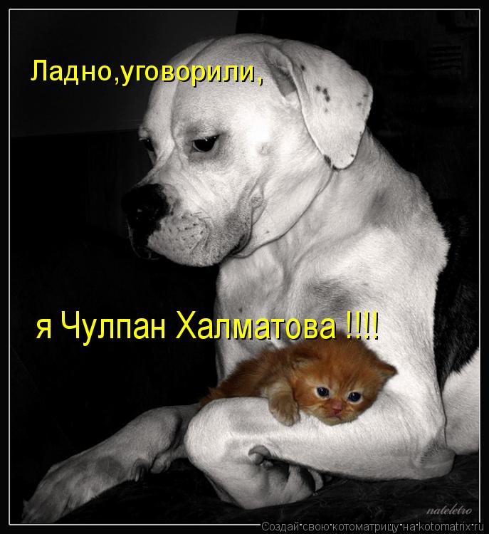 Котоматрица: Ладно,уговорили,  я Чулпан Халматова !!!!