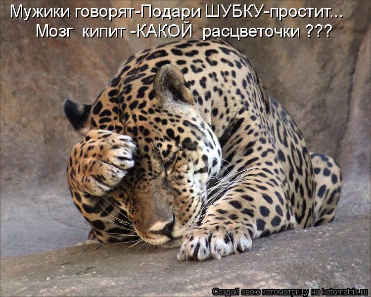 Котоматрица: Мужики говорят-Подари ШУБКУ-простит... Мозг  кипит -КАКОЙ  расцветочки ???