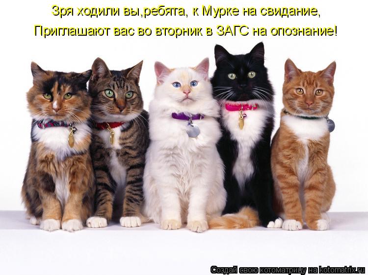 Зря ходили вы,ребята, к Мурке на свидание, Приглашают вас во вторник в ЗАГС на опознание!... Котоматрица: Зря ходили вы,ребята, к Мурке на свидание, Приглашают вас во вторник в ЗАГС на опознание!