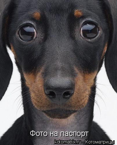 Котоматрица: Фото на паспорт