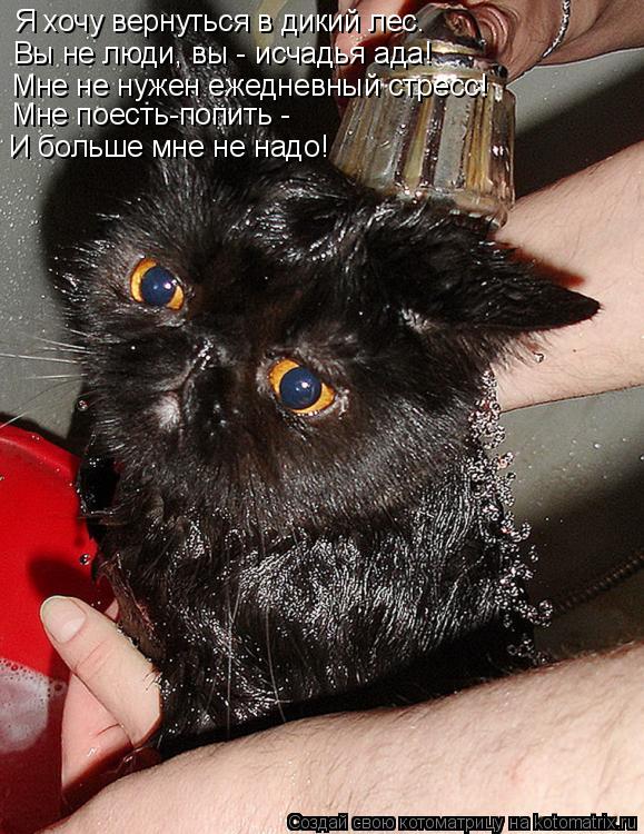 Котоматрица: Я хочу вернуться в дикий лес. Вы не люди, вы - исчадья ада! Мне не нужен ежедневный стресс! Мне поесть-попить - И больше мне не надо!