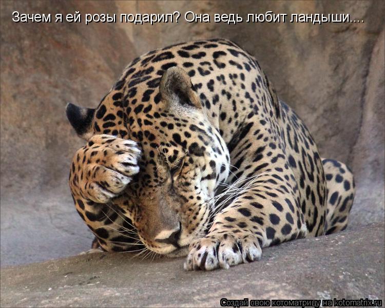 Котоматрица: Зачем я ей розы подарил? Она ведь любит ландыши....