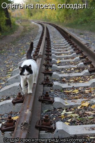 Котоматрица: Опять на поезд опоздал....