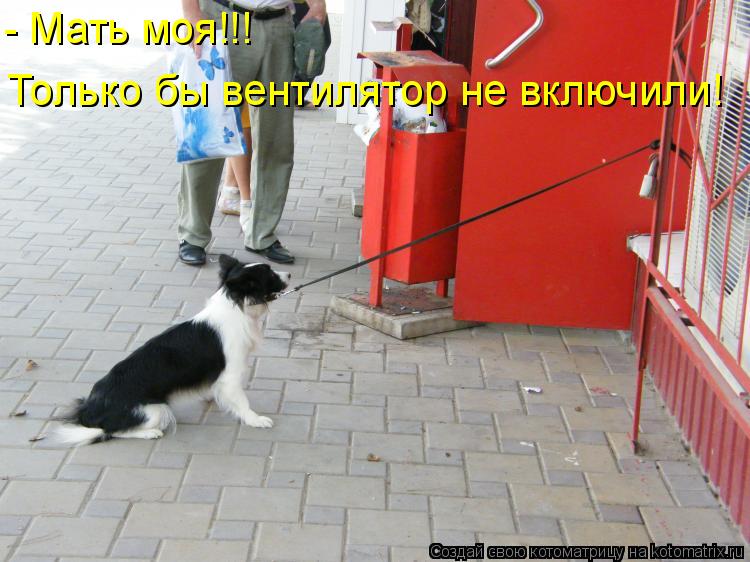 - Мать моя!!! Только бы вентилятор не включили!... Котоматрица: - Мать моя!!! Только бы вентилятор не включили!