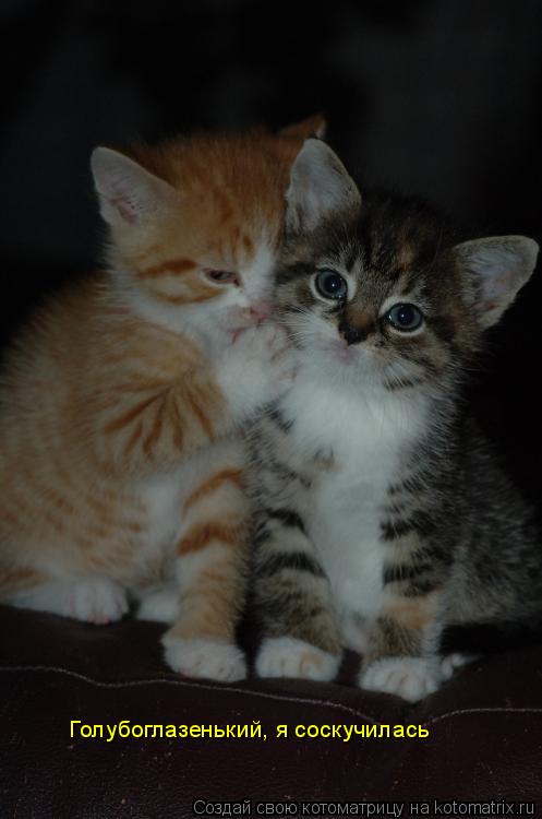 Котоматрица: Голубоглазенький, я соскучилась
