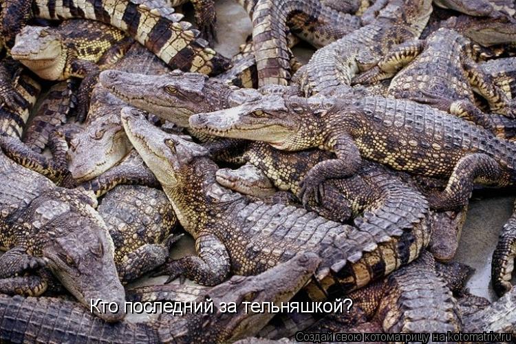 Котоматрица: Кто последний за тельняшкой? Кто последний за тельняшкой?