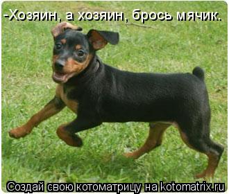 Котоматрица: -Хозяин, а хозяин, брось мячик.