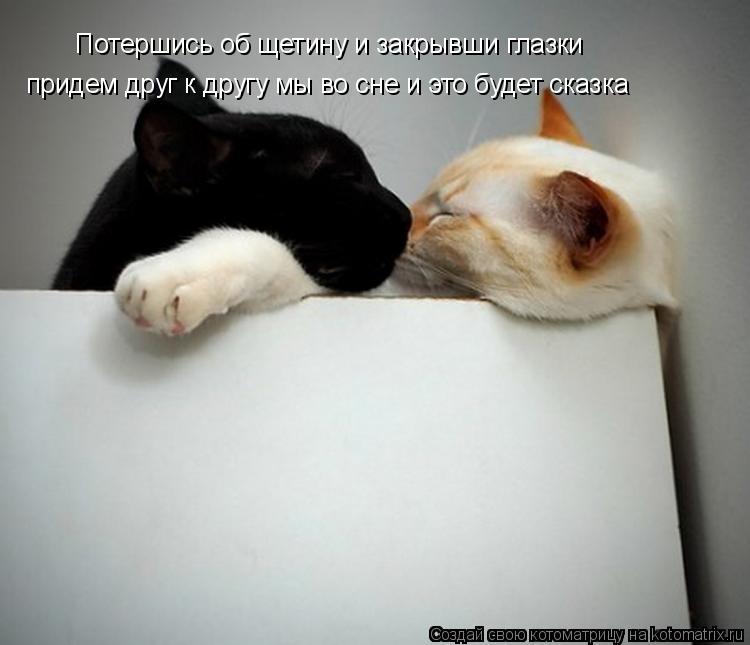 Котоматрица: Потершись об щетину и закрывши глазки придем друг к другу мы во сне и это будет сказка