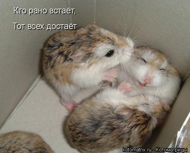 Котоматрица: Кто рано встаёт, Тот всех достаёт