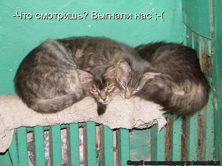 -Что смотришь? Выгнали нас ;-(... Котоматрица: -Что смотришь? Выгнали нас ;-(