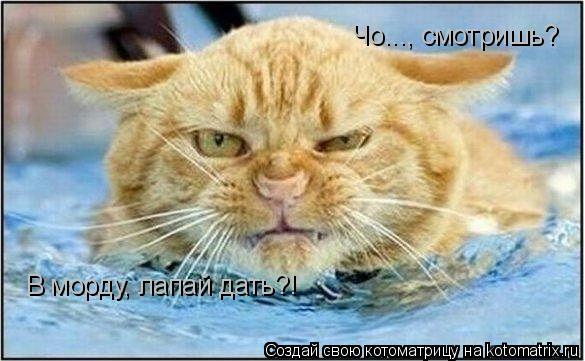 Котоматрица: Чо..., смотришь? В морду, лапай дать?!