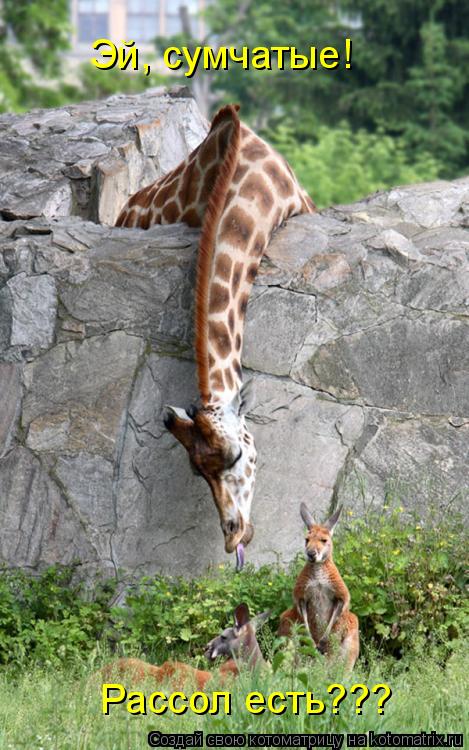 Котоматрица: Эй, сумчатые! Рассол есть???