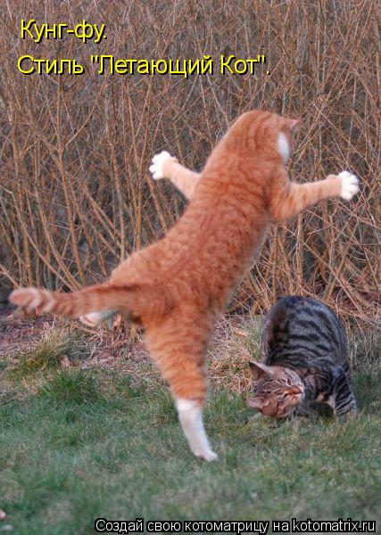 Котоматрица: Кунг-фу. Стиль "Летающий Кот".