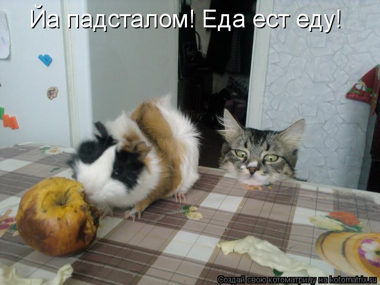 Котоматрица: Йа падсталом! Еда ест еду!