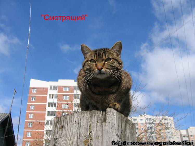 Котоматрица: "Смотрящий"