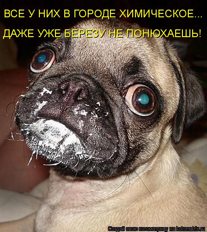 Котоматрица: ДАЖЕ УЖЕ БЕРЕЗУ НЕ ПОНЮХАЕШЬ! ВСЕ У НИХ В ГОРОДЕ ХИМИЧЕСКОЕ...