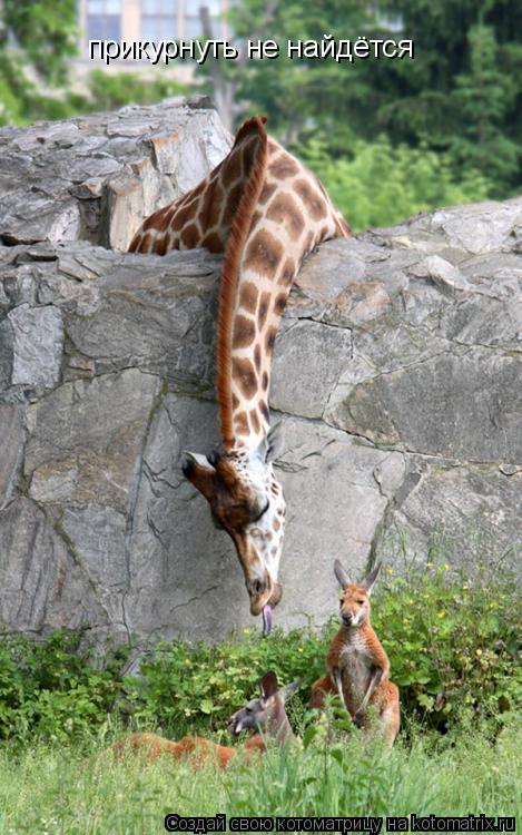 Котоматрица: прикурнуть не найдётся