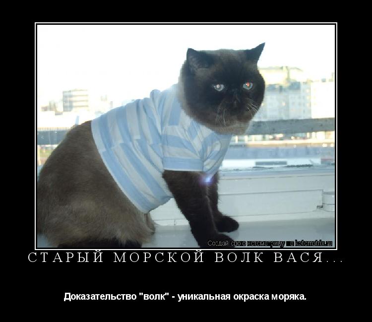Котоматрица: Старый морской волк Вася... Доказательство "волк" - уникальная окраска моряка.